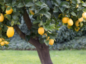 LemonTree